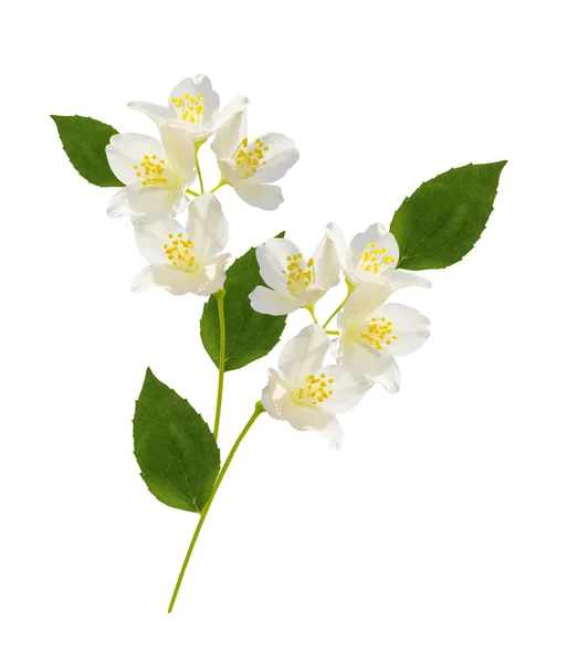 Tak van jasmijn bloemen geïsoleerd op witte achtergrond. — Stockfoto