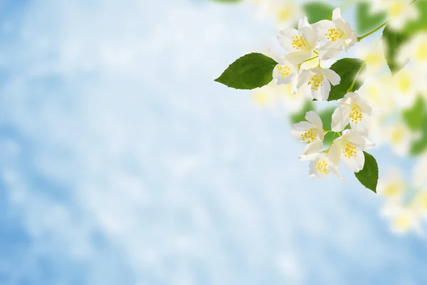 白色茉莉花分支微妙的春天的花朵 — 图库照片