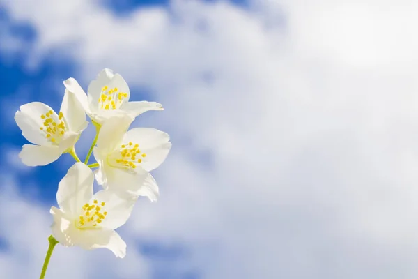 Witte jasmijn de tak delicate Lentebloemen — Gratis stockfoto