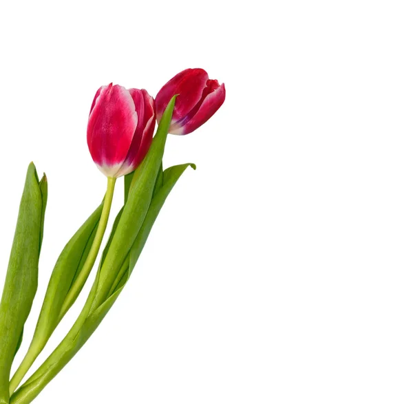 Весной разноцветные цветы тюльпаны — стоковое фото