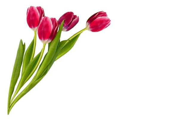 Spring colorful flowers tulips — Stock Photo, Image