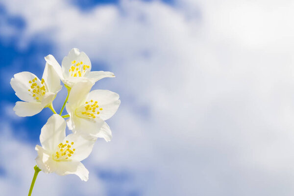 White jasmine The branch delicate spring flowers — Stock Image White jasmine The branch delicate spring flowers Stock Photo