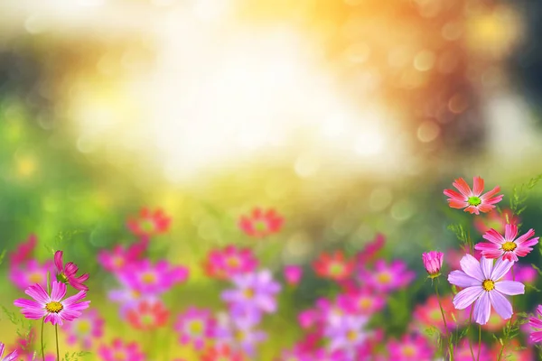 Colorful cosmos flowers on a background of summer landscape. — Stock Photo, Image