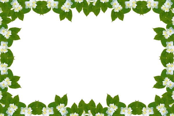 Tak van jasmijn bloemen geïsoleerd op witte achtergrond. — Stockfoto