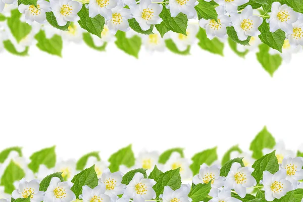 Oddział jaśminu kwiaty na białym tle. — Zdjęcie stockowe
