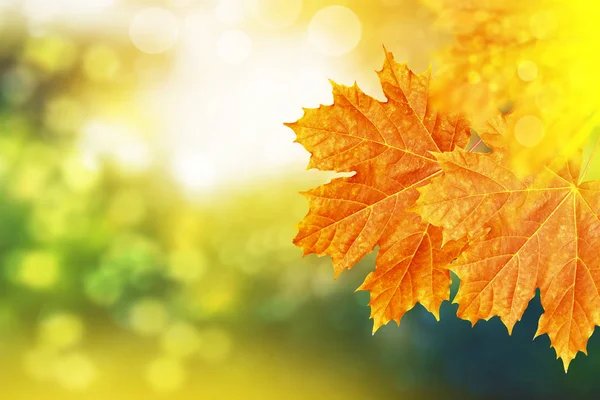 Jesienny krajobraz z jasnych, kolorowych liści. Babie lato. — Zdjęcie stockowe