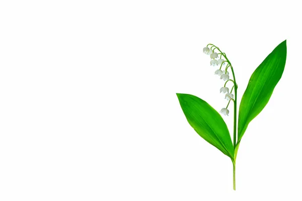 Lily of the valley bloem op witte achtergrond — Stockfoto