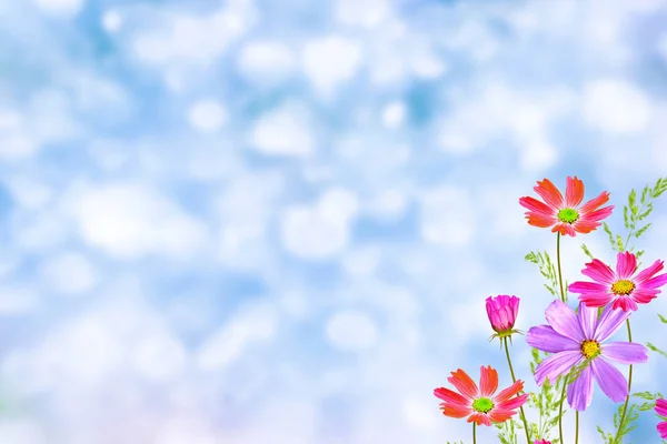 Barevné kosmu květiny na pozadí letní krajiny. — Stock fotografie