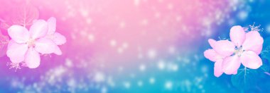 Çiçek açan elma dalı. Parlak renkli bahar çiçekleri