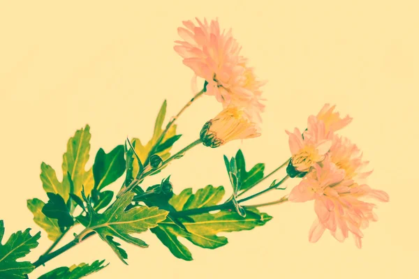 Барвисті квіти хризантеми на тлі осінньої смуги — стокове фото