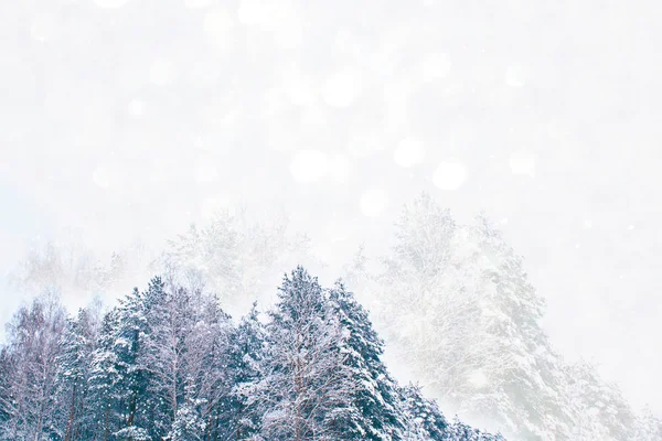 Foresta invernale ghiacciata con alberi innevati. — Foto Stock