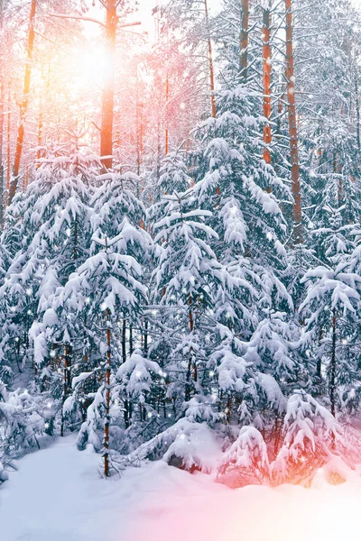 Zmrazený zimní les se zasněženými stromy. — Stock fotografie