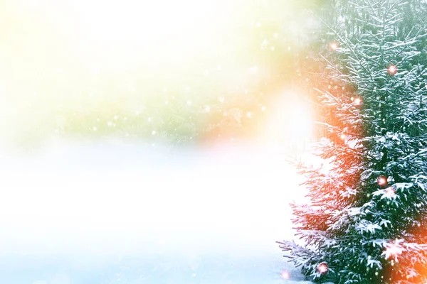 Bevroren winterbos met besneeuwde bomen. — Stockfoto