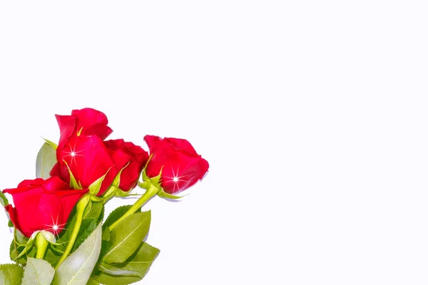 Rosas de brotes de flores sobre un fondo blanco —  Fotos de Stock