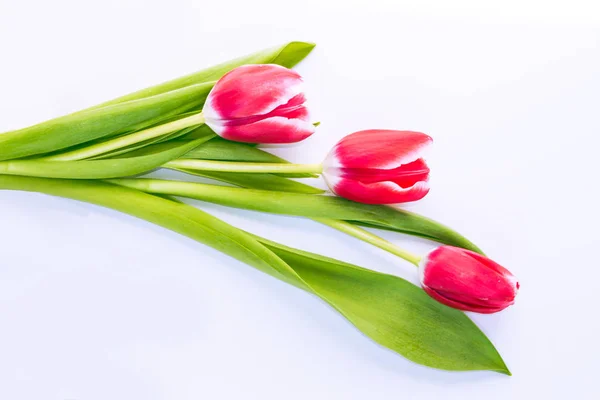 Primavera coloridas flores tulipanes — Foto de stock gratis