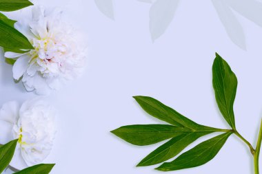 Renkli parlak çiçek şakayığı. Doğa