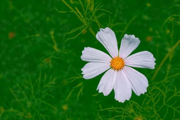 夏の風景を背景にカラフルなコスモスの花. — ストック写真