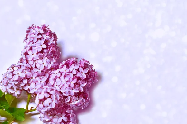 Яскраві і барвисті квіти бузковий — стокове фото