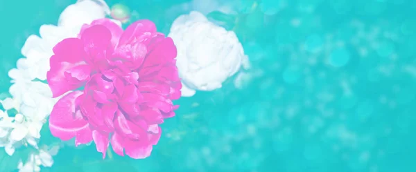 Fleurs de pivoine colorées sur un fond de paysage automnal — Photo