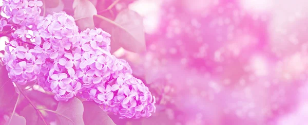 Helle und farbenfrohe Blumen lila — Stockfoto