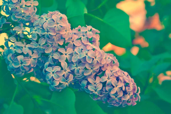 Bright and colorful flowers lilac — Stock Photo, Image
