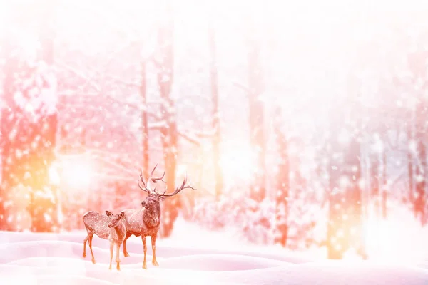 Gefrorener Winterwald mit schneebedeckten Bäumen. — Stockfoto