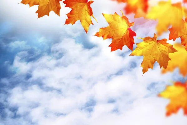 Fényes színes lombú őszi táj. Vénasszonyok nyara. Stock Kép