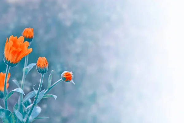 Coloridas flores brillantes caléndula sobre el fondo de la s —  Fotos de Stock