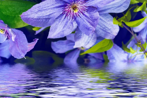 Färgglada och ljusa blommor klematis — Stockfoto