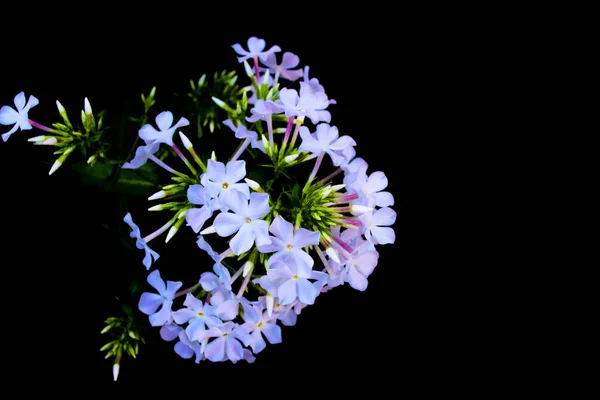 Bright phlox flowers isolated on black background. — 스톡 사진