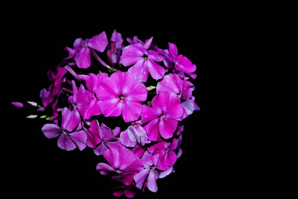 Helle Phlox-Blüten isoliert auf schwarzem Hintergrund. — Stockfoto