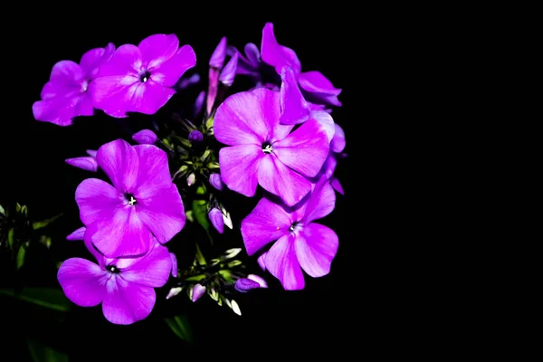 黒い背景に孤立した明るいフロックスの花。. — ストック写真