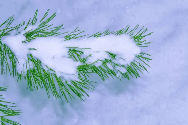 얼어붙은 겨울 숲에 눈덮인 나무들 — 스톡 사진