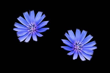 Siyah arkaplanda yaprağı olan hindiba çiçeği