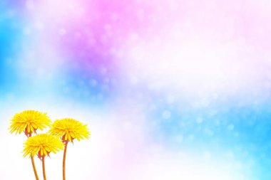 Kabarık karahindiba çiçek arka planı yaz lan