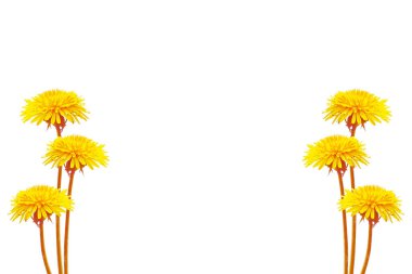 Kabarık karahindiba çiçeği beyaz arkaplanda izole edilmiş..