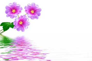 Beyaz arka plan üzerinde izole ebegümeci. parlak çiçek