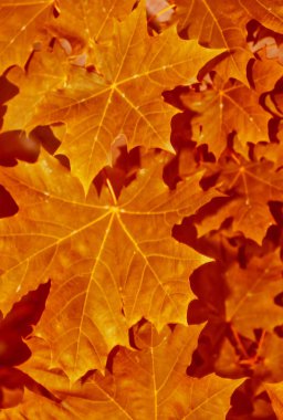 sonbahar manzara parlak renkli yeşillik ile. Pastırma yazı.