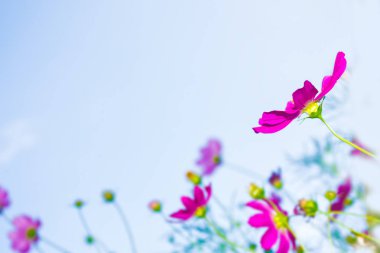 Yaz manzarasının arka planında renkli kozmos çiçekleri.