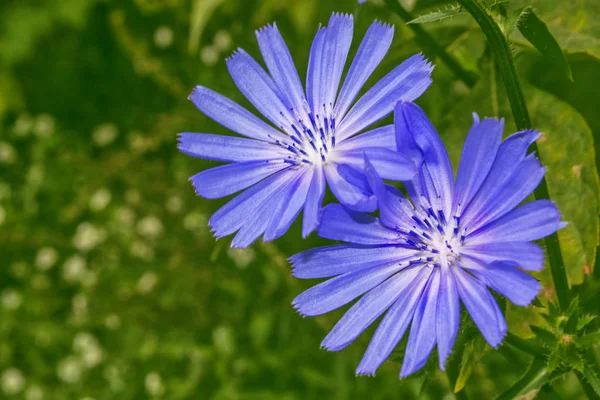 Jasne kwiaty cykorii — Zdjęcie stockowe