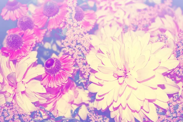 Красочные цветы георгины на фоне осеннего пейзажа — стоковое фото