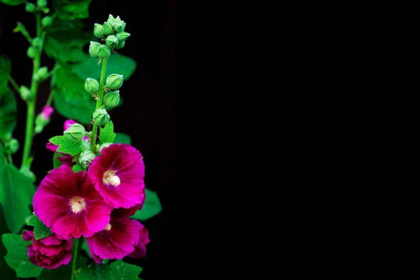 Malva isolada sobre fundo preto. flor brilhante — Fotografia de Stock