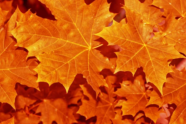 Herbstlandschaft mit leuchtend buntem Laub. Indischer Sommer. — Stockfoto