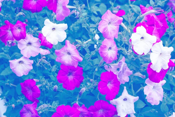 Petúnia flores coloridas. natureza — Fotografia de Stock