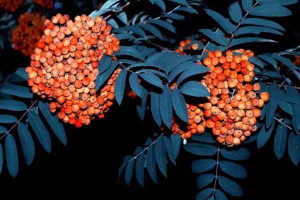 一丛丛红红的树莓。 性质 — 图库照片