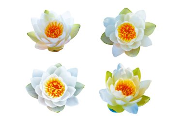 Çiçekli su zambağı. Doğa 