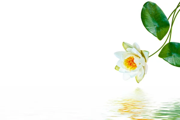 Flor de lírio de água. natureza — Fotografia de Stock