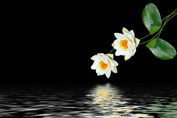 Kwiat lilii wodnej na białym na czarnym tle. — Darmowe zdjęcie stockowe