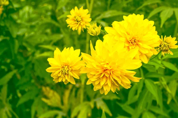 Flores de dália coloridas em um contexto da paisagem de outono — Fotografia de Stock