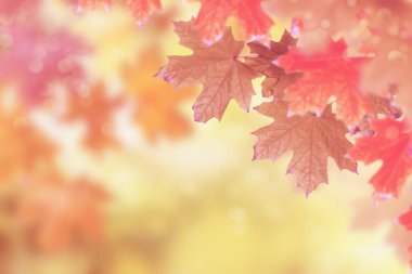 sonbahar manzara parlak renkli yeşillik ile. Pastırma yazı.